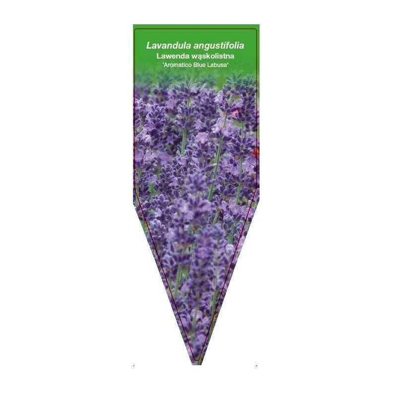 lavandula-angustifolia-aromatico-blue-labusa-0