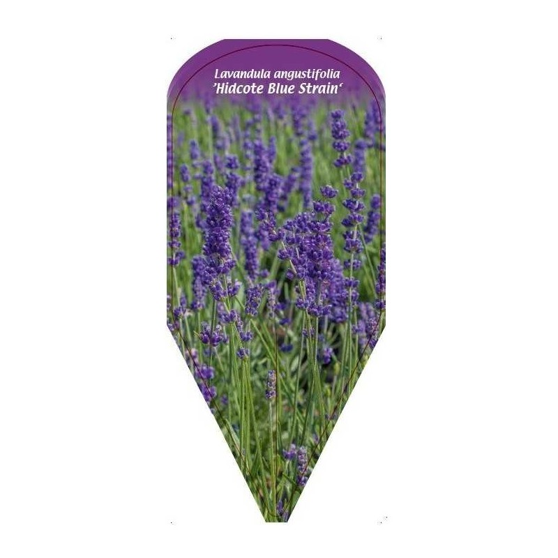 lavandula-angustifolia-hidcote-blue-strain-0