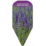 lavandula-angustifolia-hidcote-blue-strain-0