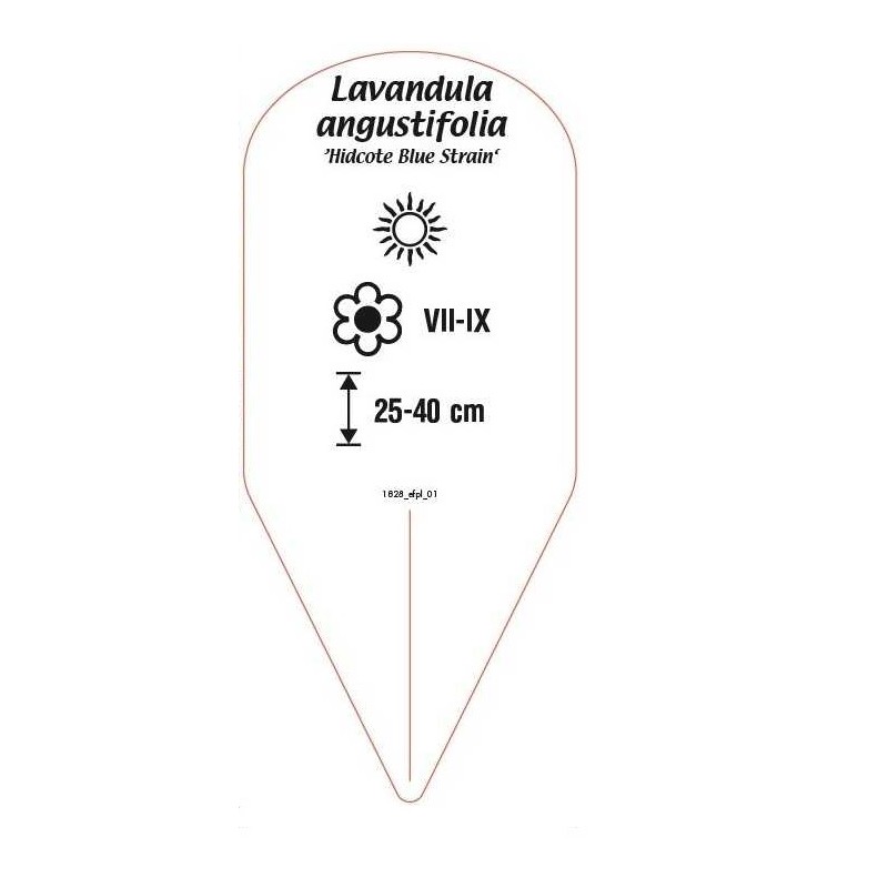 lavandula-angustifolia-hidcote-blue-strain-1