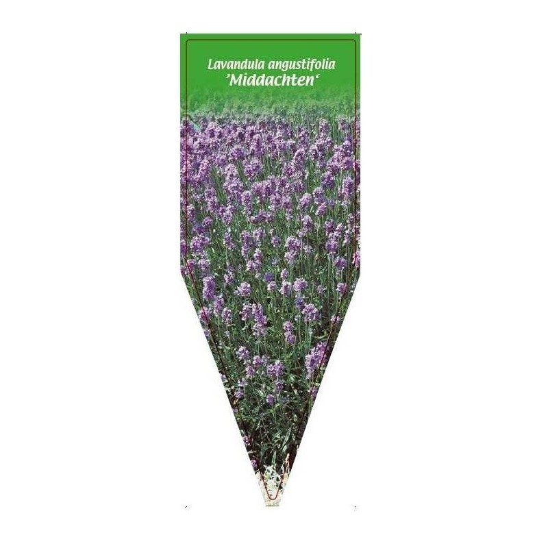 lavandula-angustifolia-middachten-b0