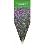 lavandula-angustifolia-middachten-b0