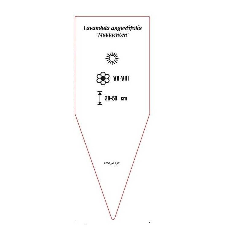 lavandula-angustifolia-middachten-b1