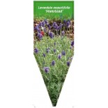 lavandula-angustifolia-munstead-b0