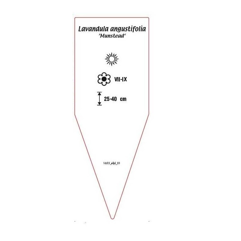 lavandula-angustifolia-munstead-b1