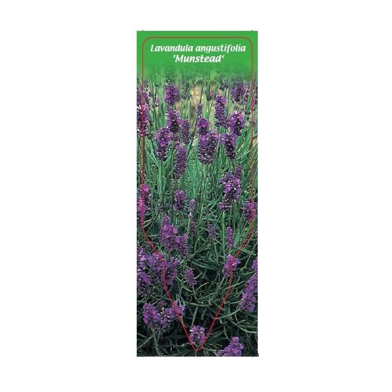 lavandula-angustifolia-munstead-b0