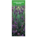 lavandula-angustifolia-munstead-b0