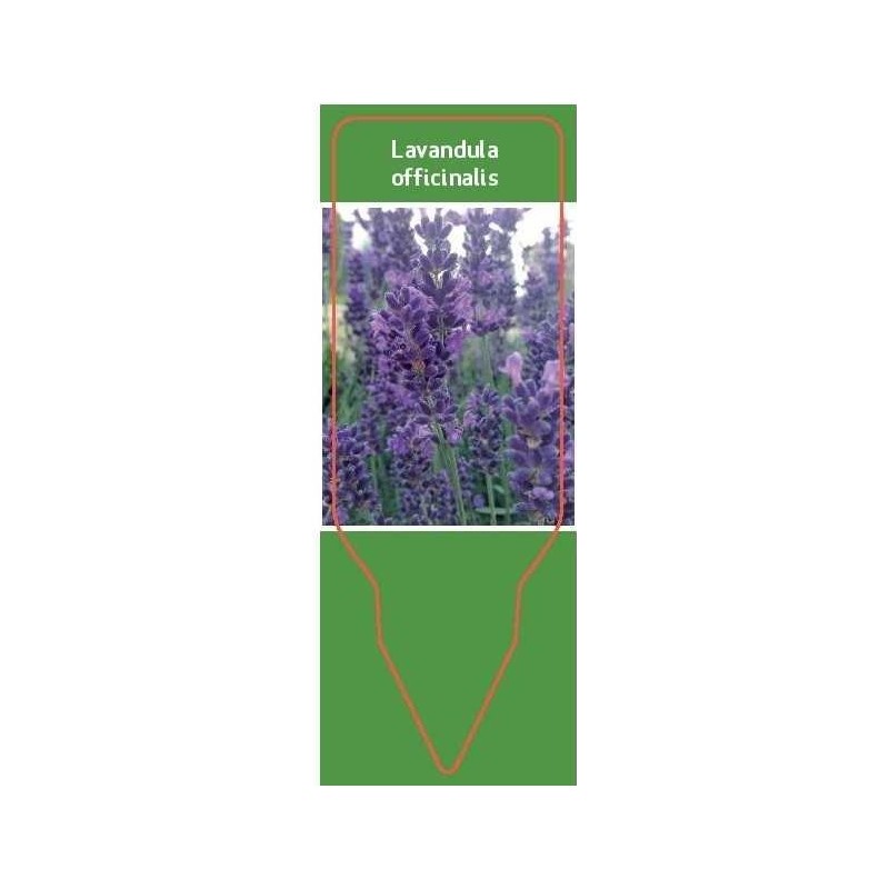 lavendula-officinalis0