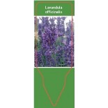 lavendula-officinalis0