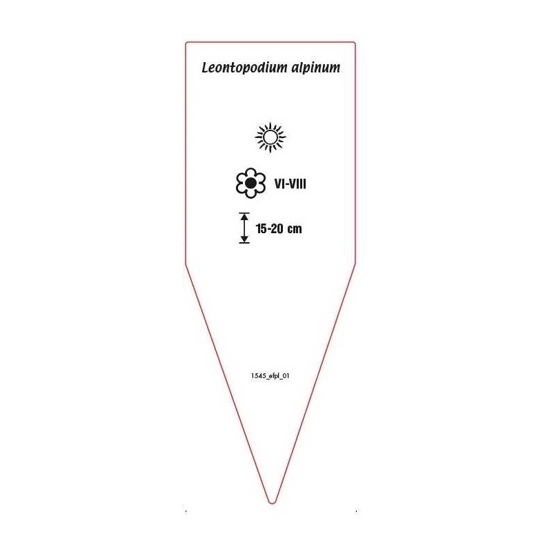 leontopodium-alpinum-b1