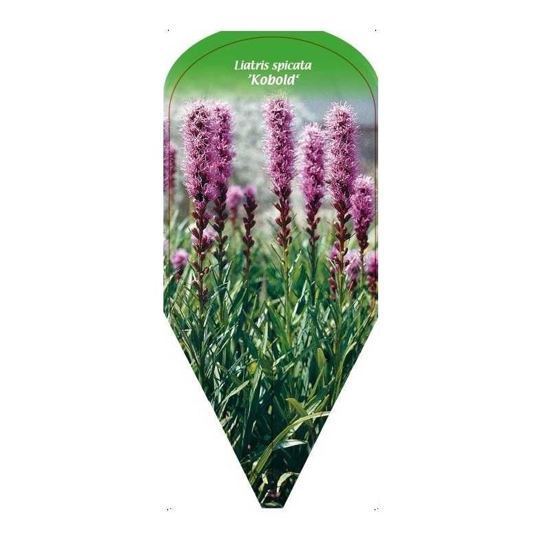 liatris-spicata-kobold-0