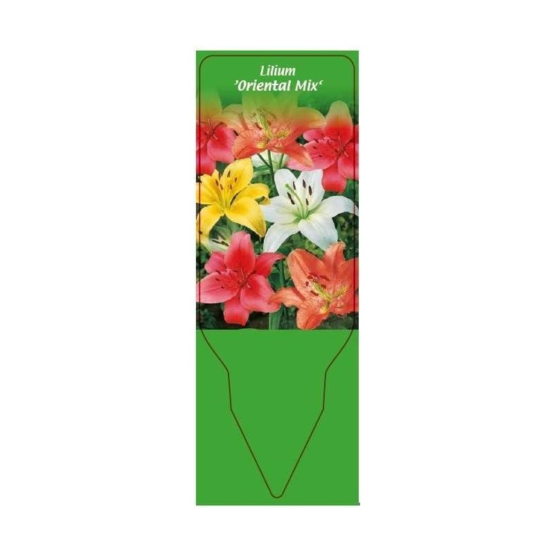 lilium-oriental-mix-0