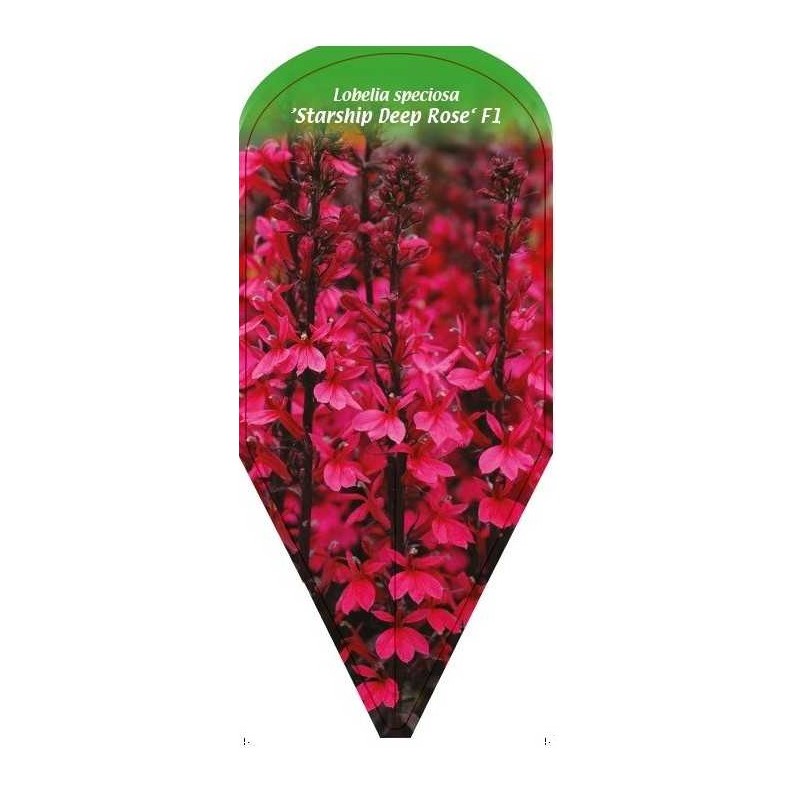 lobelia-speciosa-starship-deep-rose-f10