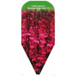 lobelia-speciosa-starship-deep-rose-f10