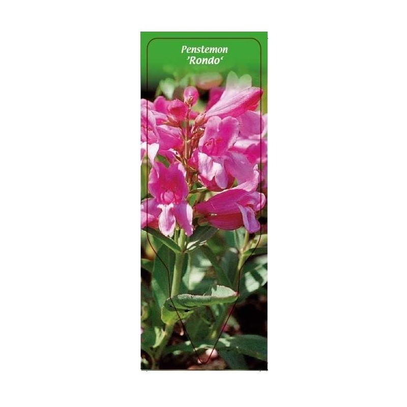 penstemon-rondo-0