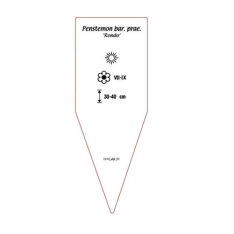 penstemon-barbatus-praecox-rondo-b1