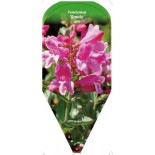 penstemon-rondo-0