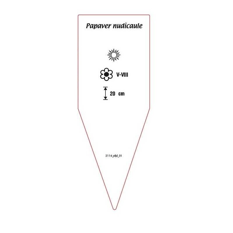 papaver-nudicaulei-mix-b1