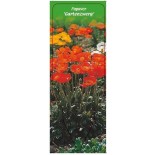 papaver-gartenzwerg-0