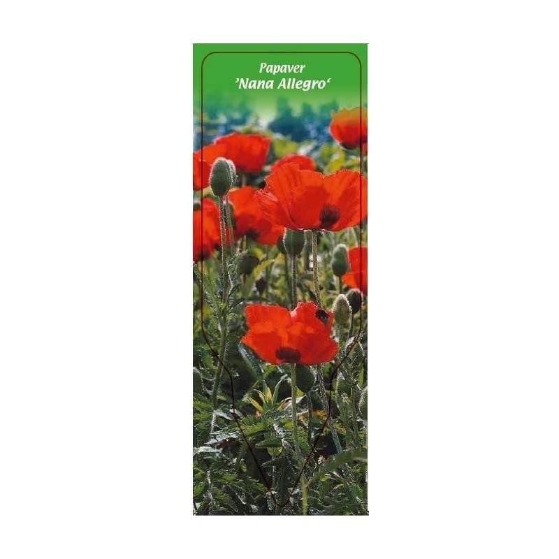 papaver-nana-allegro-0