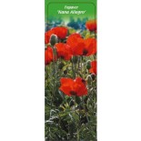 papaver-nana-allegro-0