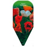 papaver-pizziacato-0