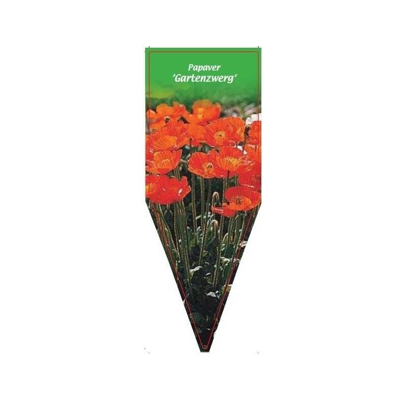 papaver-gartenzwerg-0