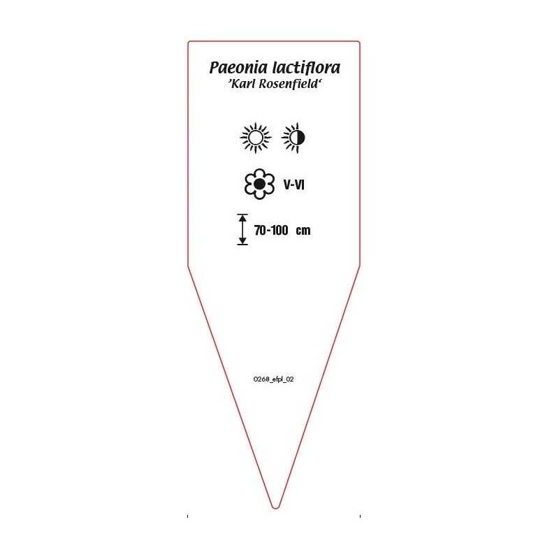 paeonia-lactifolia-karl-rosenfield-b1