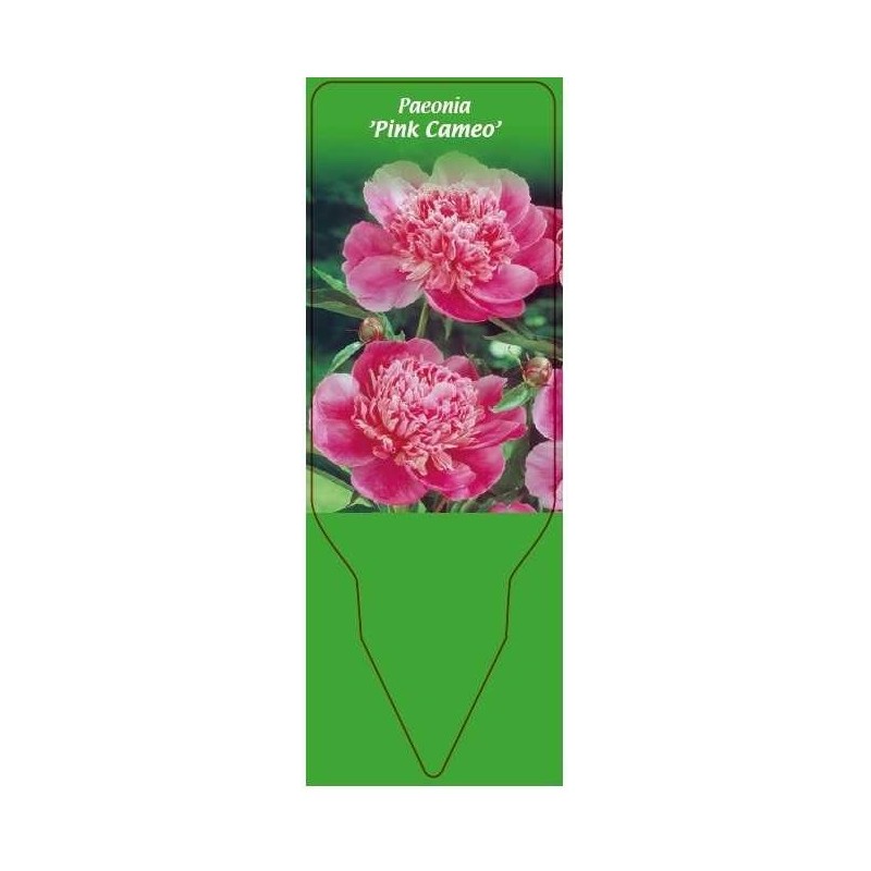 paeonia-pink-cameo-0