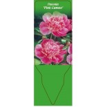 paeonia-pink-cameo-0