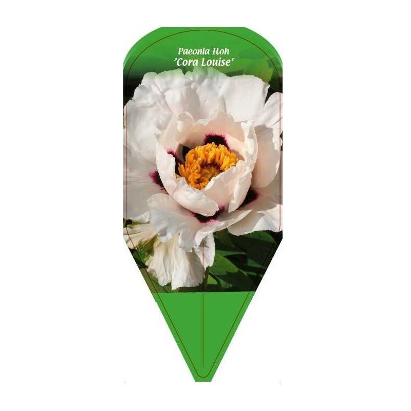 paeonia-itoh-cora-louise-0