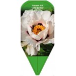 paeonia-itoh-cora-louise-0