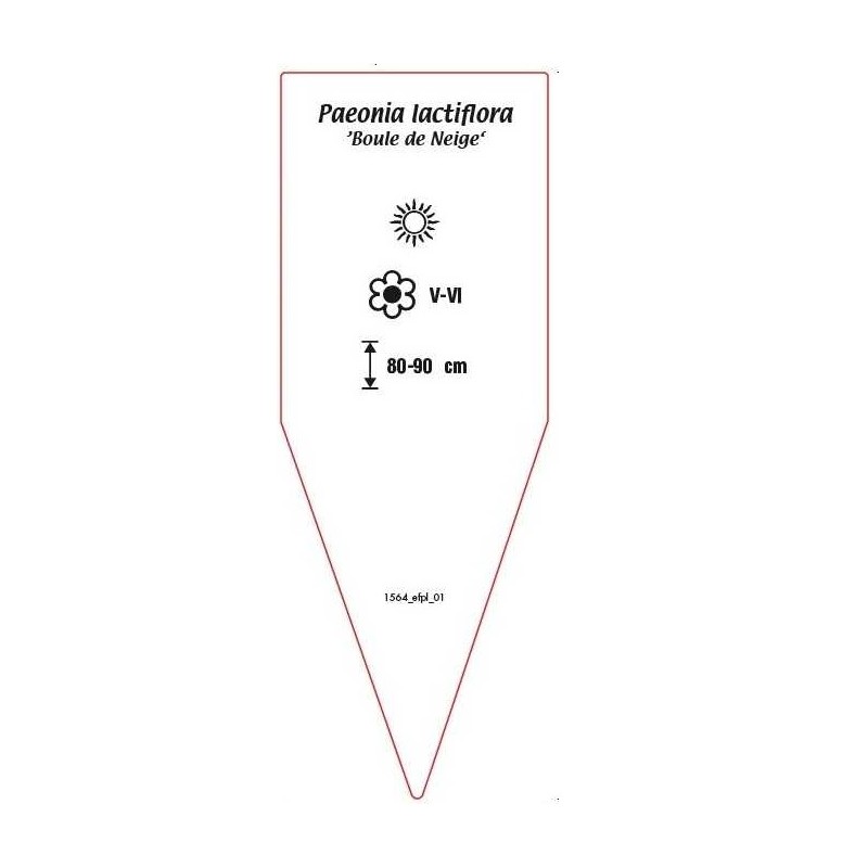 paeonia-lactiflora-boule-de-neige-1