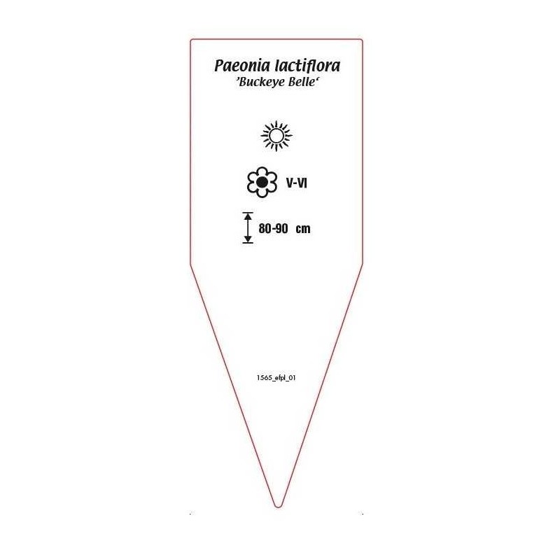 paeonia-lactiflora-buckeye-belle-1