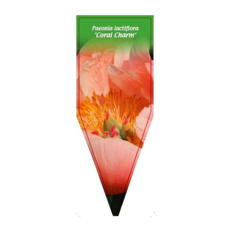 paeonia-lactiflora-coral-charm-0