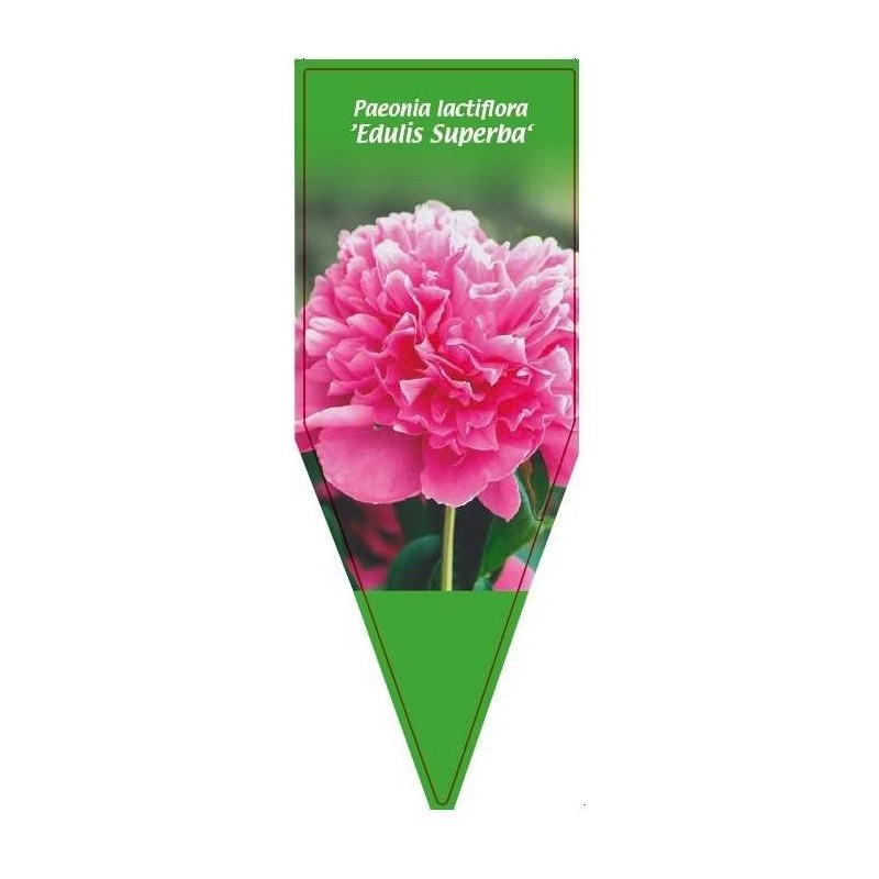 paeonia-lactiflora-edulis-superba-0