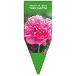 paeonia-lactiflora-edulis-superba-0