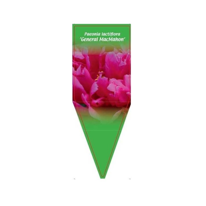 paeonia-lactiflora-general-macmahon-0