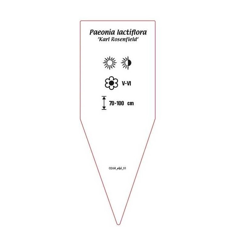 paeonia-lactiflora-karl-rosenfield-a1
