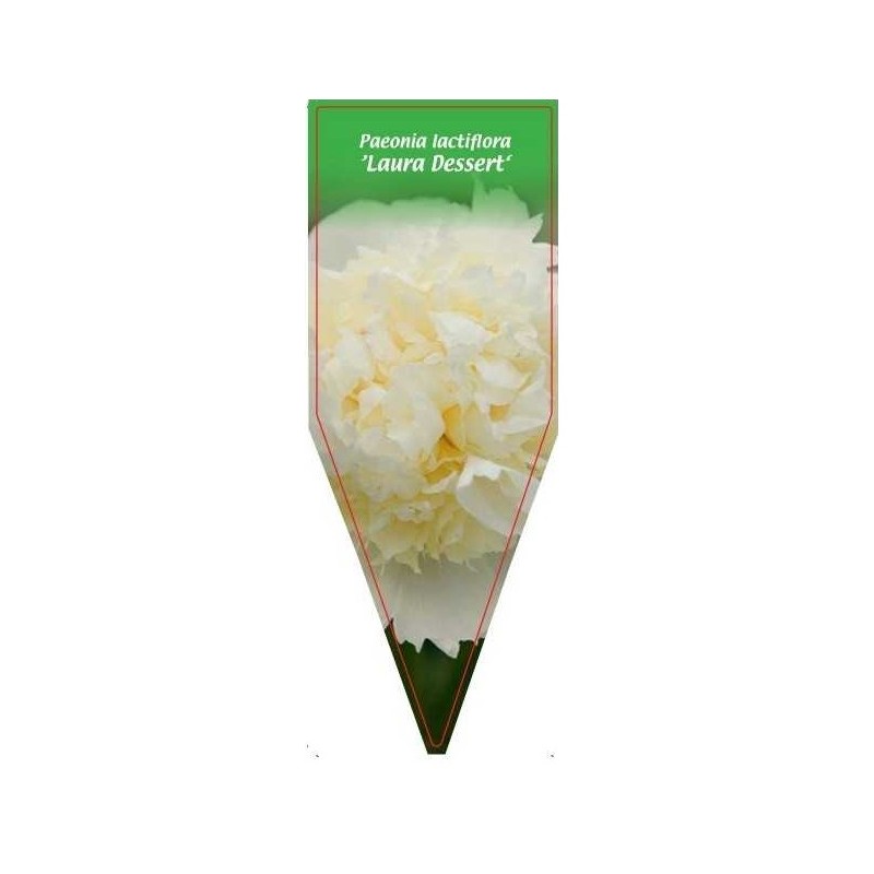 paeonia-lactiflora-laura-dessert-0