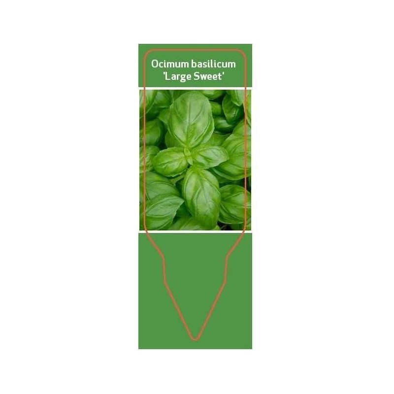 ocimum-basilicum-large-sweet-0