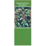 ocimum-basilicum-siam-queen-0