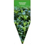 pachysandra-terminalis-b0