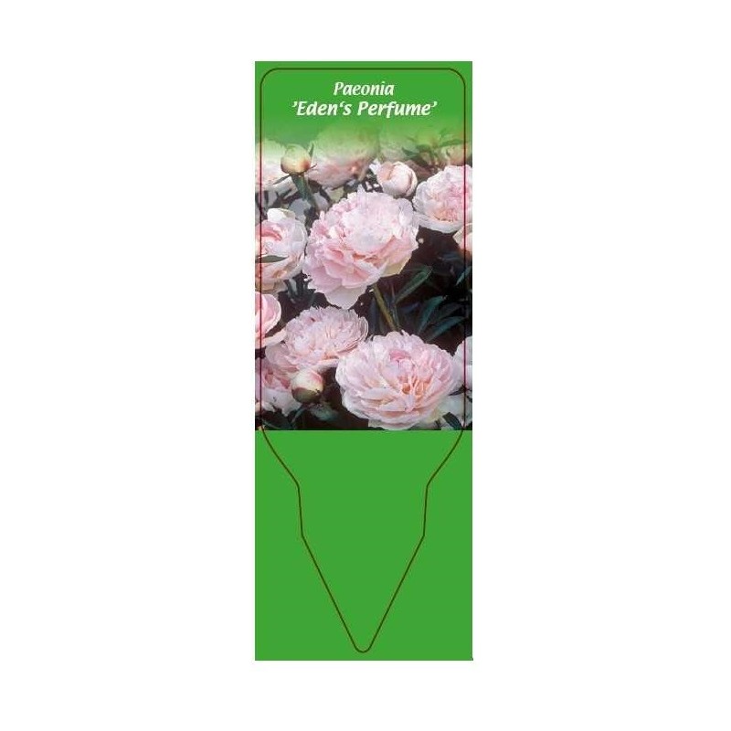 paeonia-eden-s-perfume-0