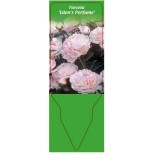 paeonia-eden-s-perfume-0