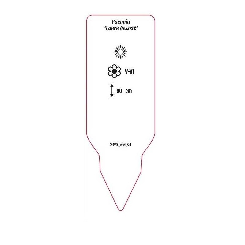 paeonia-laura-dessert-1