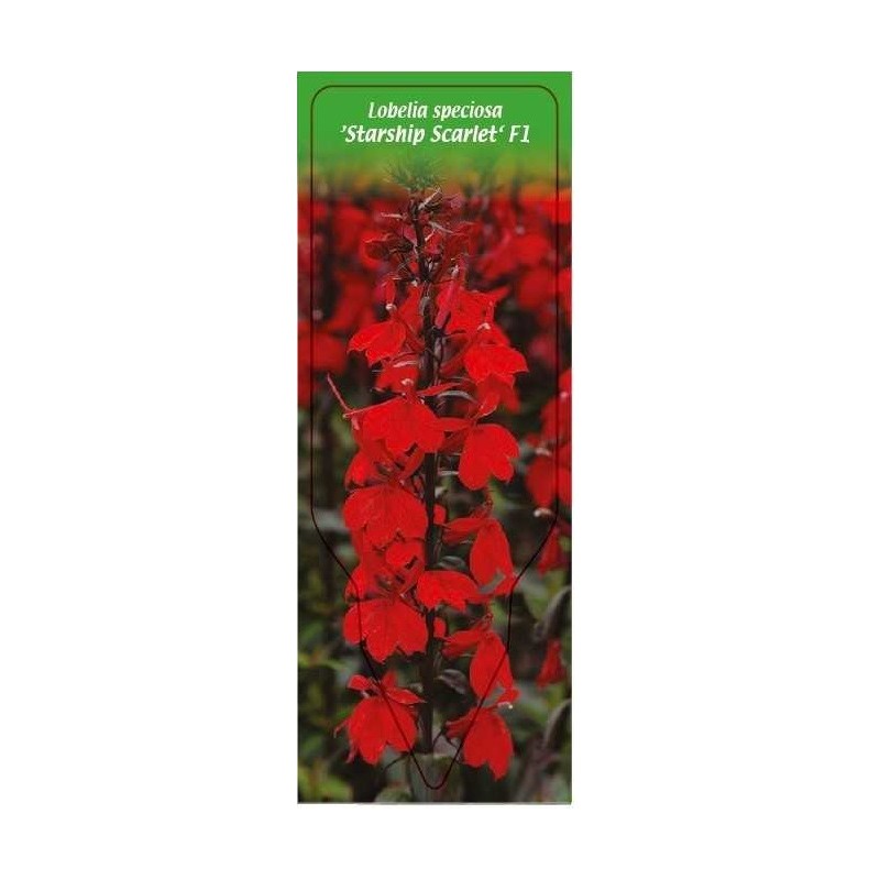 lobelia-speciosa-starship-scarlet-f10