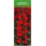 lobelia-speciosa-starship-scarlet-f10