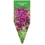 lobelia-speciosa-tania-0