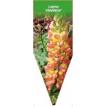 lupinus-gladiator-0